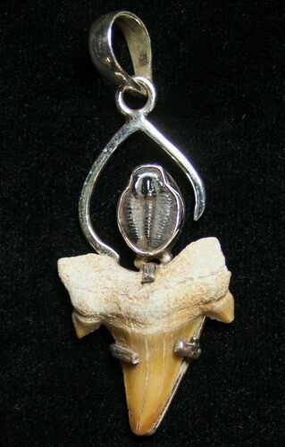 Trilobite & Fossil Shark Tooth Pendant #8509